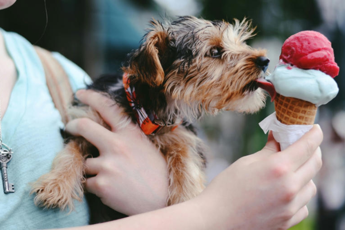 Throw your dogs a paw-some summer party with pet-friendly ice cream on the menu