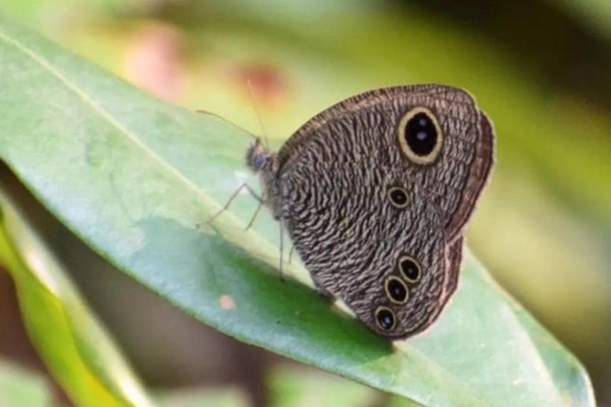 Elusive Great Four-Ring Butterfly Reappears in India After 61 Years